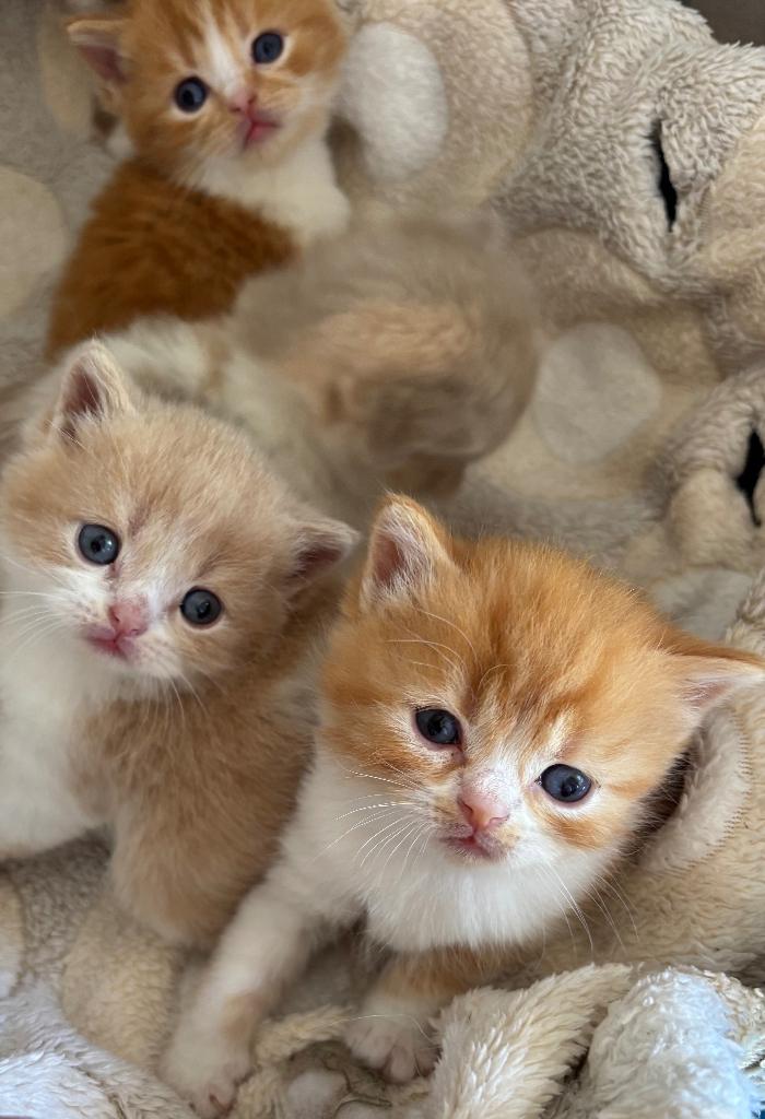 Brits korthaar kittens, Meerdere dieren, Gechipt, 0 tot 2 jaar