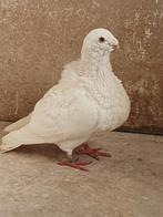 Gorguero Spaanse kropper, Plusieurs animaux, Boulant