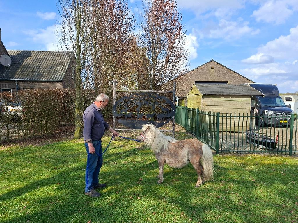 Drachtige mini pony, Dieren en Toebehoren, Pony's, Merrie, A pony (tot 1.17m), Gechipt, 7 tot 10 jaar