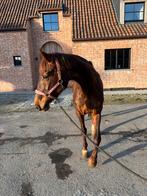 Bwp merrie, Merrie, Met stamboom, Niet van toepassing, Dressuurpaard