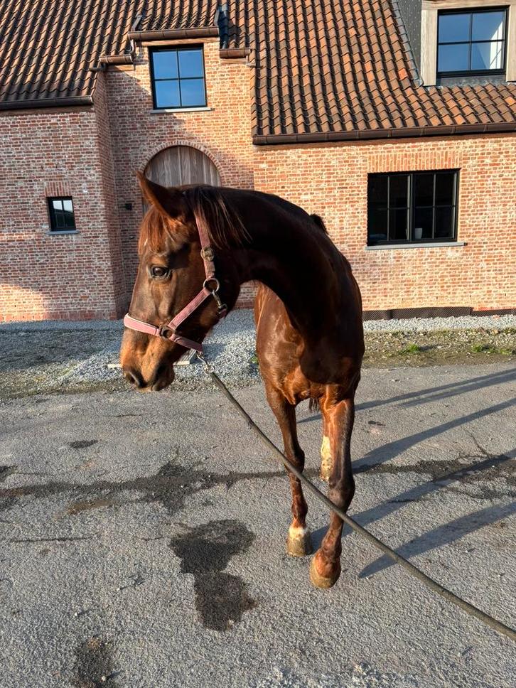 Bwp merrie, Dieren en Toebehoren, Paarden, Merrie, Niet van toepassing, 170 tot 175 cm, 11 jaar of ouder, Dressuurpaard, Met stamboom