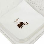 Indische wandelende takken, Dieren en Toebehoren, Wandelende tak