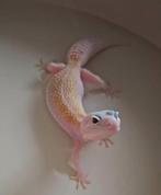 White & yellow snow raptor vrouw, Dieren en Toebehoren, Reptielen en Amfibieën