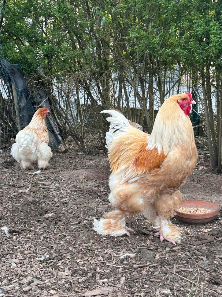 Verschillende kleuren Braham broedeieren, Dieren en Toebehoren, Pluimvee, Kip, Geslacht onbekend