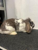 nain hollandais de Hangoord