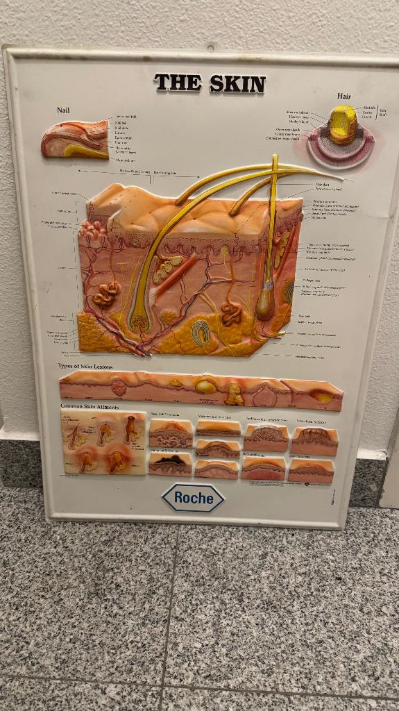 PANEL VOOR DERMATOLOGIE, Ophalen, Zo goed als nieuw, Reclamebord