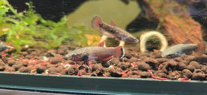 Wilde betta Channoides, Dieren en Toebehoren, Vissen | Aquariumvissen, Zoetwatervis, Vis