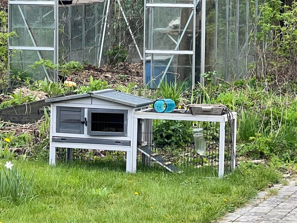 Hok voor cavia, Enlèvement, Comme neuf, Niche, Cobaye