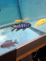 Cichlides malawi couple trio pseudotropheus chewere