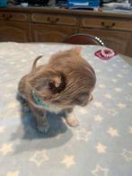 Chihuahua-pups mooi mini raszuiver zeer mooi kleintjes , Dieren en Toebehoren, België, Fokker | Hobbymatig, 8 tot 15 weken, Parvo