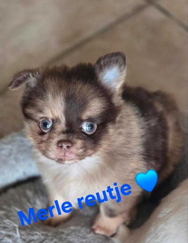 Prachtige langharige chihuahua pups., Dieren en Toebehoren, Honden | Chihuahua's en Gezelschapshonden, Meerdere dieren, Chihuahua