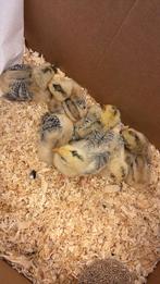 Kuikens marans, Dieren en Toebehoren