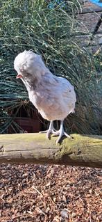 Padua hanen, Dieren en Toebehoren