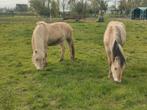 2 fjord merries met stamboom, Dieren en Toebehoren, Merrie, Met stamboom