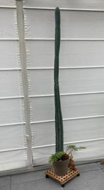 Grote gezonde cactus 1.80 meter, Maison & Meubles, Plantes d'intérieur, Plante verte, Enlèvement, Cactus, 150 à 200 cm