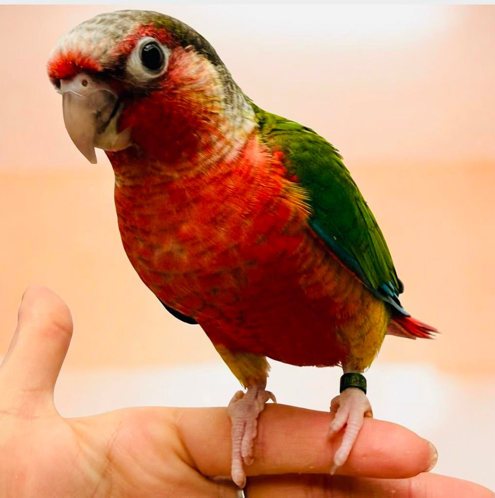 Conure eam, Ophalen