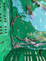 Ghost karpers 7/10cm, Dieren en Toebehoren, Vissen | Vijvervissen, Karper of Koi