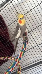 Handtamme valkparkiet, Dieren en Toebehoren