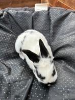 Jonge konijntjes zoeken een nieuwe thuis, Dieren en Toebehoren, Konijnen