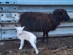 Ouessant ooi met ram lam, Dieren en Toebehoren, Schapen, Geiten en Varkens, Schaap