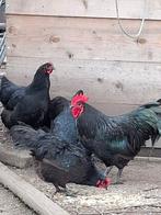 broedeieren van legkippen - raskippen en kuikens, Poule ou poulet