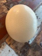 Ei struisvogel, Ophalen