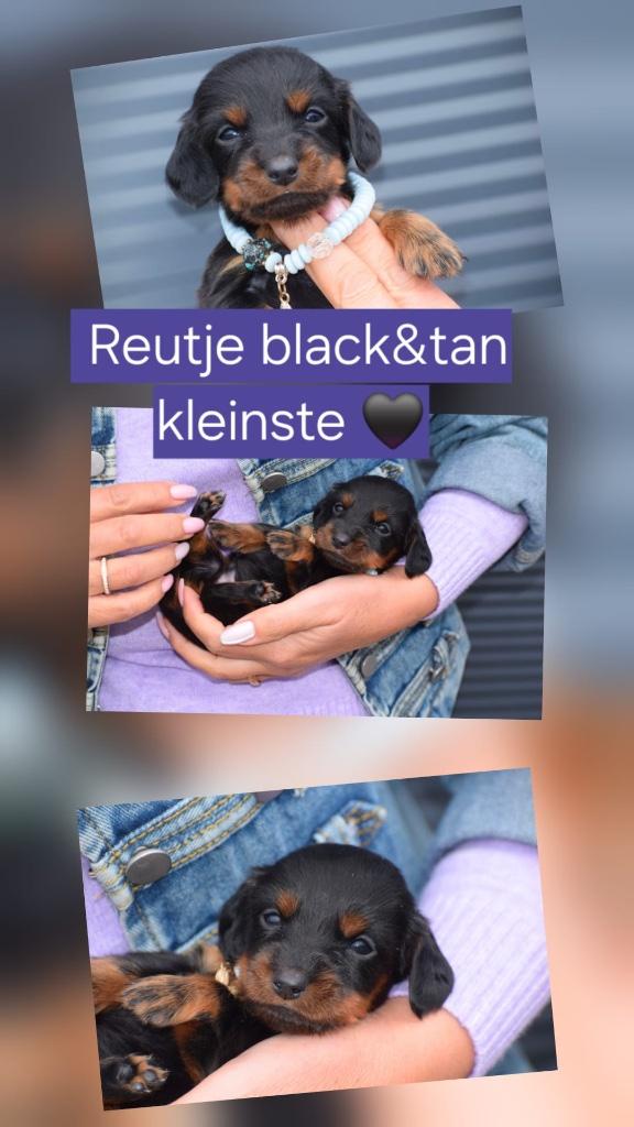 Mini-chiots teckel à poil long, parents présents, Animaux & Accessoires, Poils longs, Plusieurs, Nain, Belgique