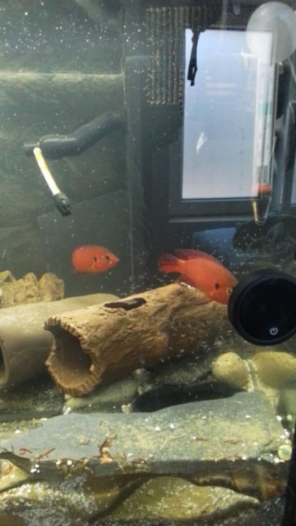 kweekkoppel rode acara samen met jong te koop . bieden, Dieren en Toebehoren, Vis, Zoetwatervis