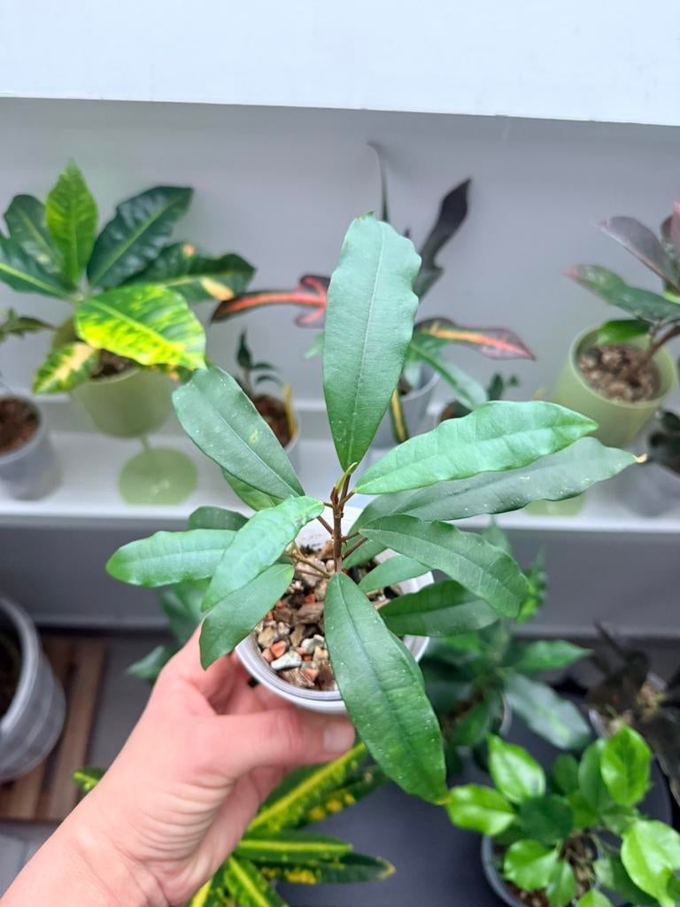 Ficus “Formosana Maxim “, Huis en Inrichting, Kamerplanten, Ophalen of Verzenden, Ficus