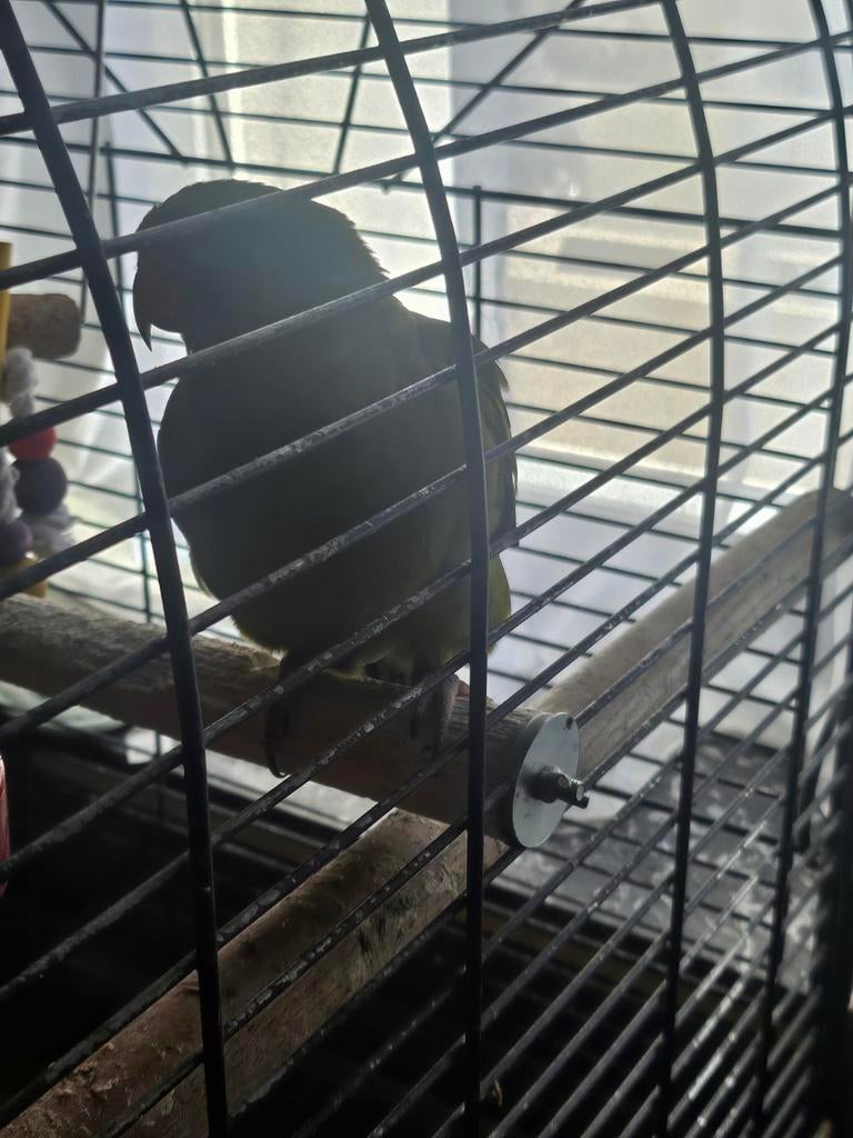 Bergparkiet vrouw, Dieren en Toebehoren, Vogels | Parkieten en Papegaaien, Vrouwelijk, Parkiet, Geringd