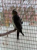 Femelle calopsitte tupe sauvage, Animaux & Accessoires, Femelle