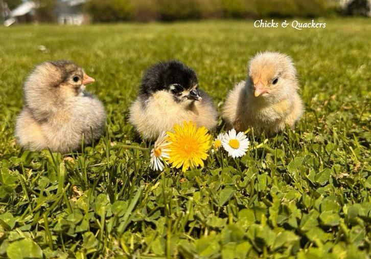 Australorp kuikens - Raszuiver! 🐥, Kip