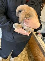 Nederlands hangoor konijn, Mâle, Nain, Oreilles tombantes, 0 à 2 ans