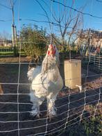 Haan, Dieren en Toebehoren, Pluimvee, Mannelijk, Kip