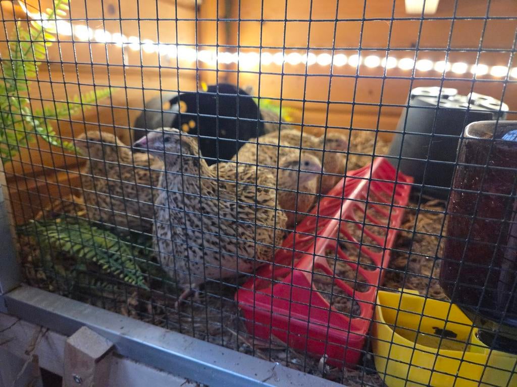 Jumbo kwartel hennen aan de leg, Vrouwelijk