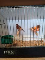 Kanarie portugese harlekijn, Animaux & Accessoires, Plusieurs animaux, Canari de couleur