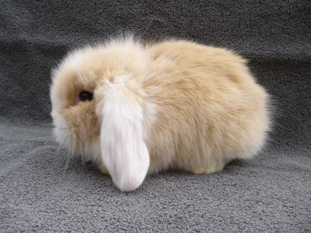 5 schattige zindelijke Nederlandse dwerghangoortjes en HOK, Meerdere dieren, Klein, Hangoor, 0 tot 2 jaar