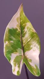 Alocasia Macrorrhiza Black Stem Variegata, Huis en Inrichting, Ophalen of Verzenden