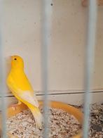 Kanarievogels zoeken nieuw baasje, Dieren en Toebehoren