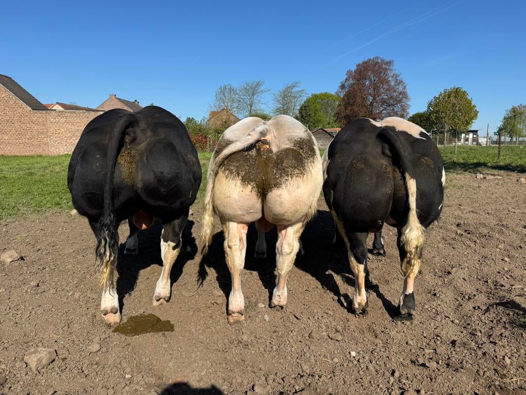 Dekstier, Dieren en Toebehoren, Runderen