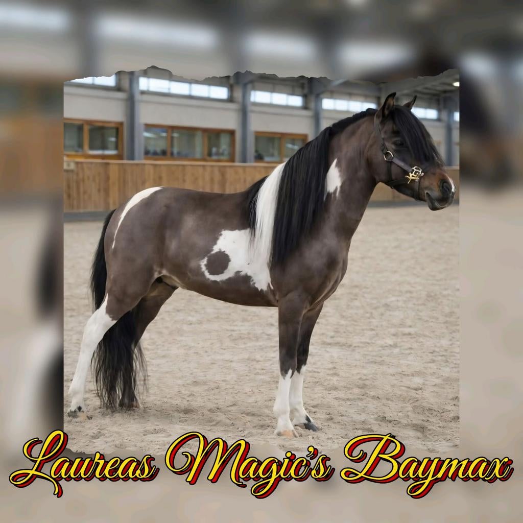 Beperkt ter dekking ., Animaux & Accessoires, Chevaux & Poneys | Étalons & Juments poulinières, Plusieurs animaux