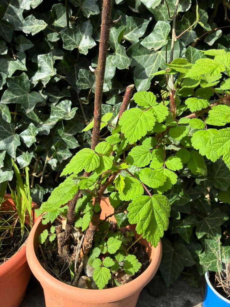 Japanse framboos - Rubus phoenicolasius, Ophalen, Minder dan 100 cm, Overige soorten, In pot