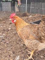 Olijf legger / kleur legger hennen, Dieren en Toebehoren, Pluimvee