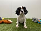 Cavalier King Charles Spaniel pups, Dieren en Toebehoren, België, 8 tot 15 weken, Parvo, Meerdere