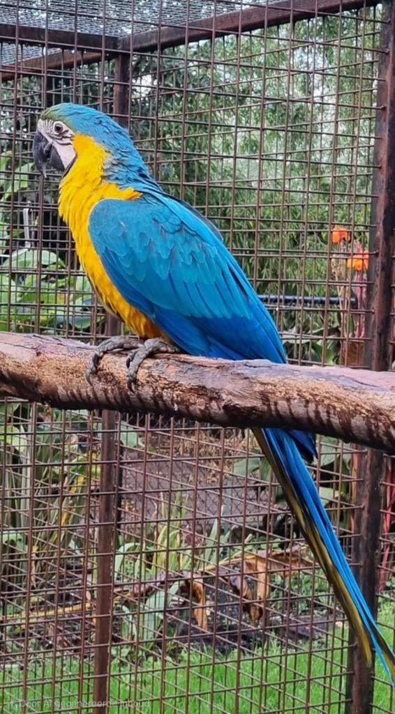 Blauwgele ara pop geboren 2025, Animaux & Accessoires, Oiseaux | Perruches & Perroquets