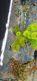 Mollie babies, Poisson, Poisson d'eau douce, Banc de poissons