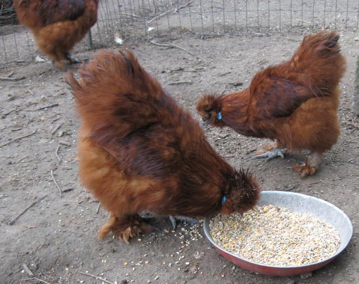 Broedeieren van raskippen, Animaux & Accessoires, Autres accessoires pour animaux, Enlèvement