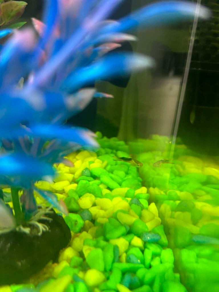 Aquarium+ toebehoren, Dieren en Toebehoren, Vis