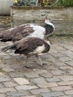 pauwen, Dieren en Toebehoren, Pluimvee, Meerdere dieren, Overige soorten