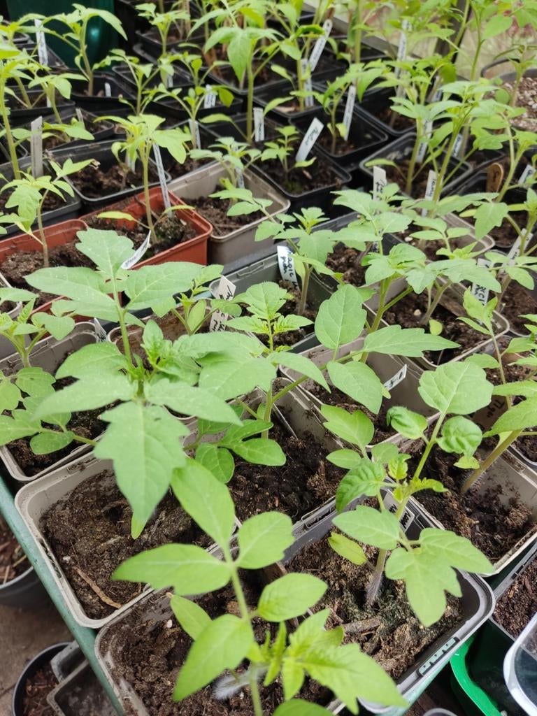 Tomatenplanten bio, Tuin en Terras, Ophalen